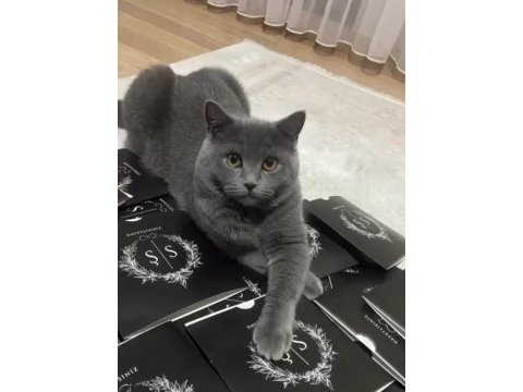 British shorthair 1,5 yaşında dişi kedimiz