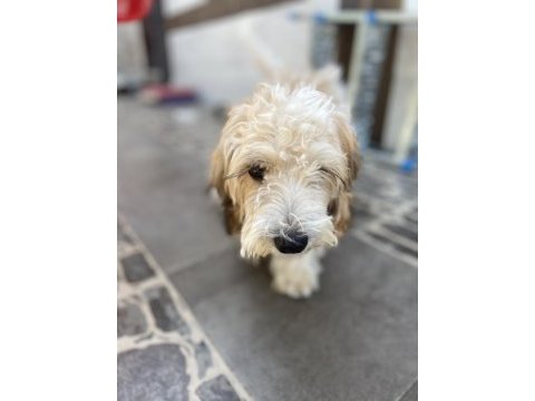 Maltipoo 4 aylık dişi