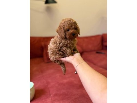 Bebek toy poodle 
