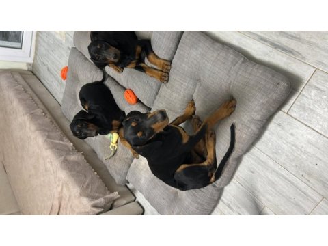 26 haziran doğumlu doberman bebeklerimiz