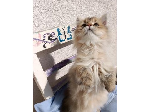 5 aylık british longhair black golden