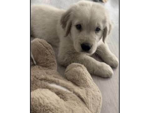 Golden retriever köpekleri