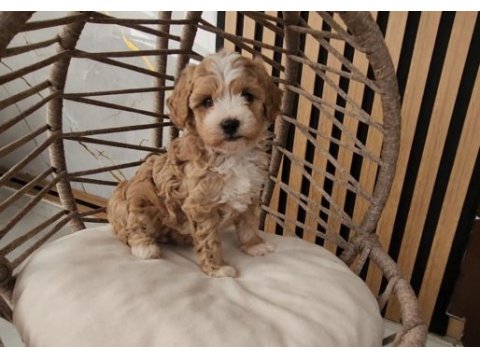 Ruhsatlı köpek çiftliğinden maltipoo  yavrularımız 