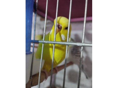 Jumbo muhabbet kuşu
