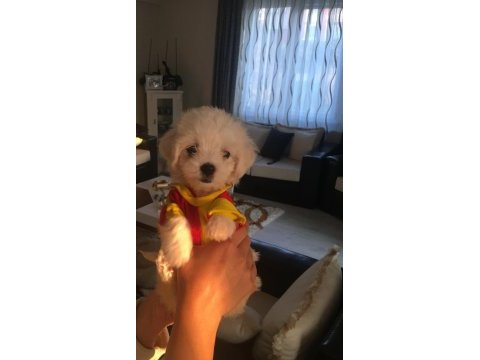 Orjinal safkan teacup kore maltese terrier
