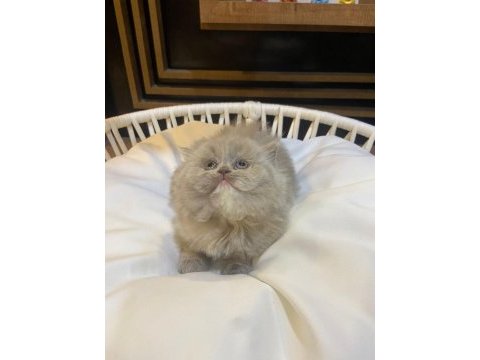 2 aylık lilac top kafa british longhair
