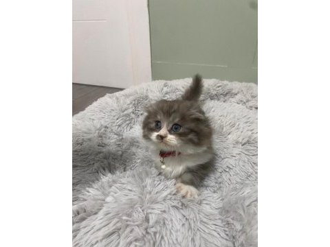 British longhair 60 günlük blue poınt