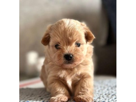 Son kalan toy poodle kalitesinde maltipoo yavrum