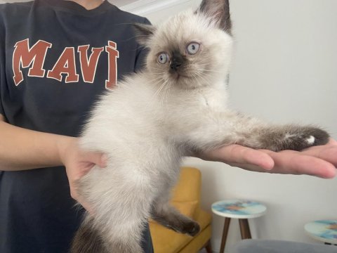 Son yavrumuz uygun dişi british shorthair