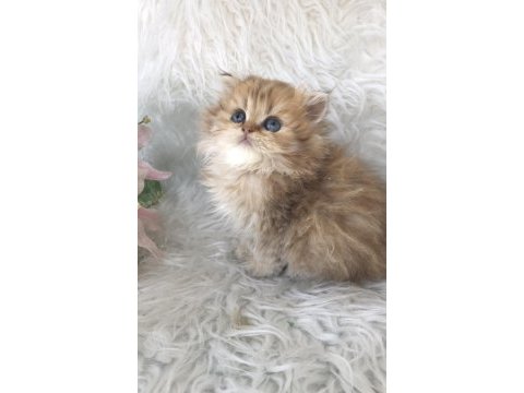 British longhair golden erkek yavrum