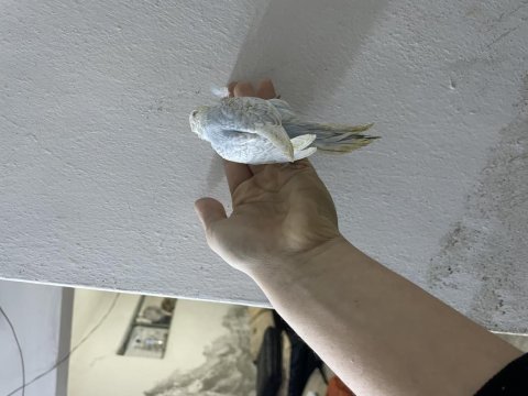 Ele alıştırmalık ısırma bilmeyen muhabbet yavrular