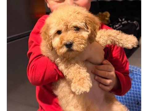 2 buçuk aylık dişi maltipoo bebek