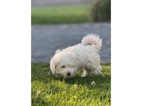 Maltese terrier yavru