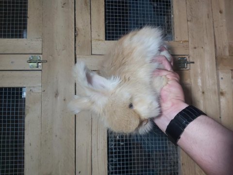 Angora tavşan yavrusu
