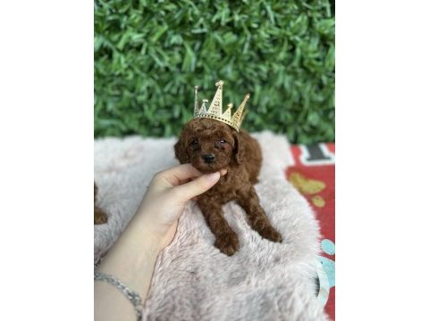 Toy poodle bebişler