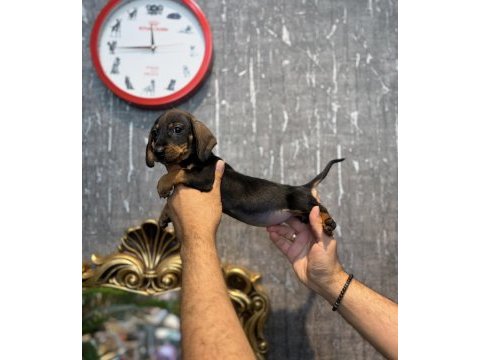 Dachshund prenses (sosis)