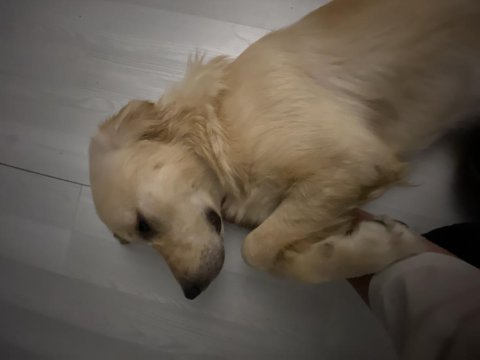 8 aylık erkek golden retriever