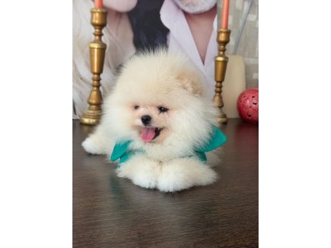 Gülen surat ayıcık pomeranian