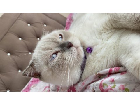 Dişi british shorthair sahiplendirilecektir