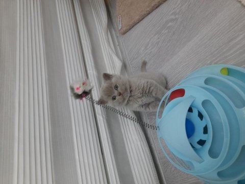 Lilac british shorthair dik kulak kırık kulak yavrularımız