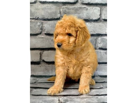 Gerçek orjinal maltipoo bebekler poodle ayarında