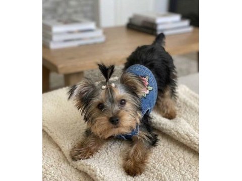 Köpeğimiz evde tek başına kalabiliyor