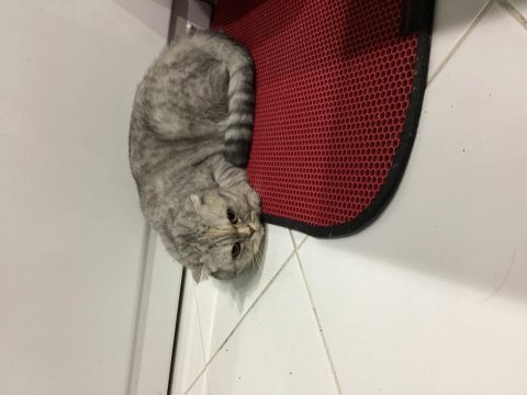Scottish fold iyi bir yuva arıyoruz tamamen ücretsiz