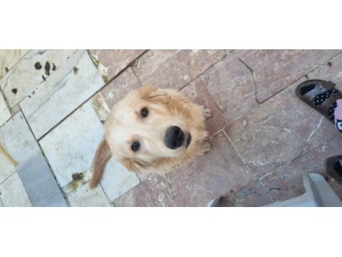 Golden retriever 6 aylık erkek köpeğimiz