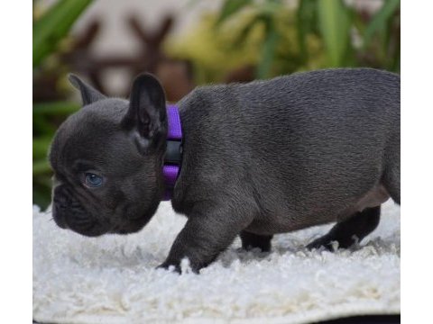 French bulldog yavrularımız
