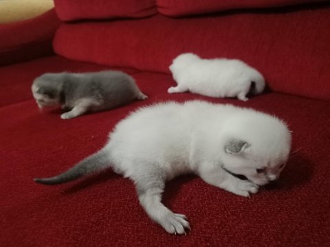 N11 british shorthair yavruları yuva arıyor
