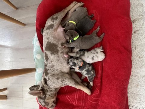 Saf kan french bulldog yavruları