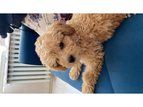 4 aylık f1 maltipoo