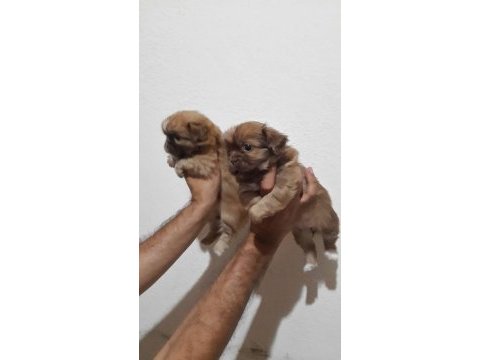 Kaliteli ve oyuncu pekinez yavruları