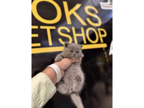 Britsh shorthair kedisi 2 aylık
