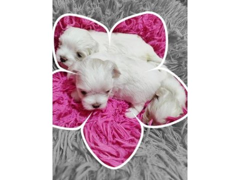 Maltese terrier yavrularımız canlı görerek alabilirsiniz