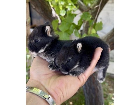 Netherland dwarf orjinal cüce tavşanlar