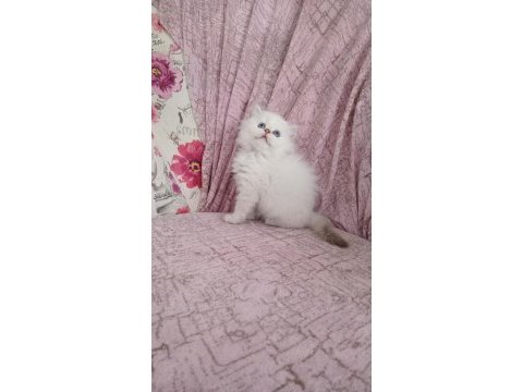 British longhair golden point erkek