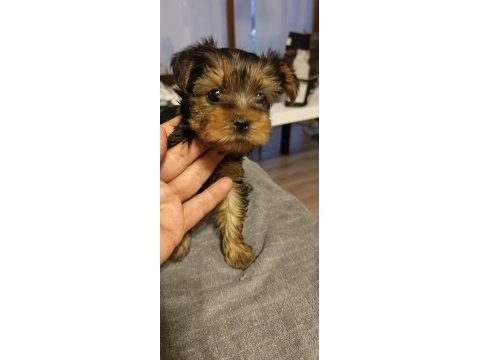 10 temmuz doğumlu orjinal yorkshire terrier yavruları