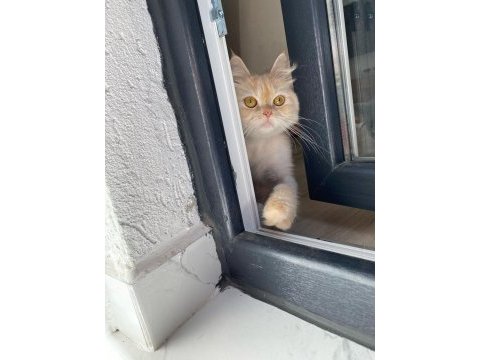 Tarçın’ımıza yuva arıyoruz chinchilla