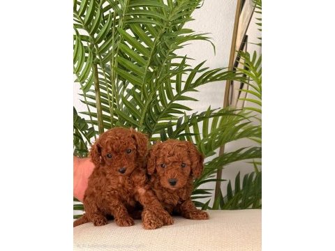 Toy poodle 2,5 aylık