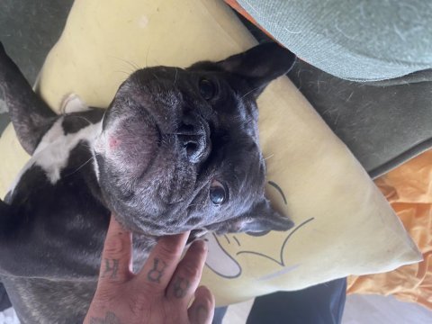 Acil sahiplendirmek istiyorum french bulldog