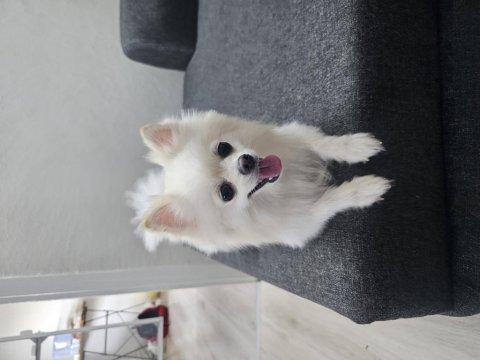 Yavru pomeranian ve anne