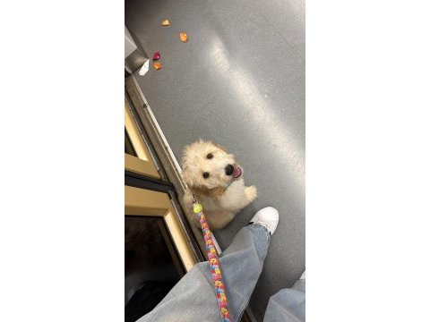 Maltipoo ateş yeni ailesini arıyor