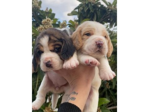 Üst kalite beagle yavrular