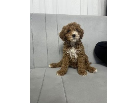 Toy poodle erkek yavrumuz yeni ailesini aramakta