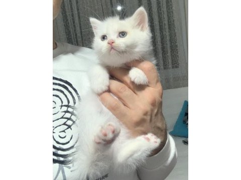 Evden safkan scottish fold yavrular