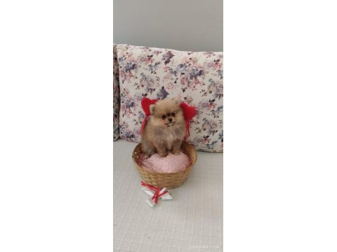 Dünyalar güzeli pomeranian bo dişi yavru
