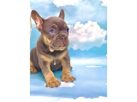 Harika anatomi blue tan french bulldog