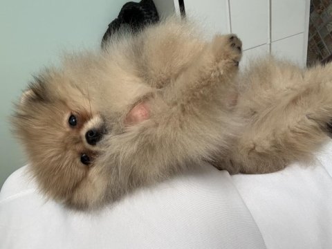 Pomeranian boo harika yavrumuz