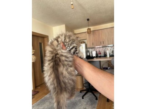 Black golden british longhair